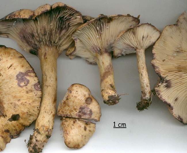 Lactarius flavidus